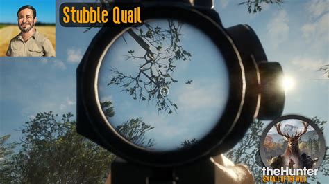 stubble quail cotw location